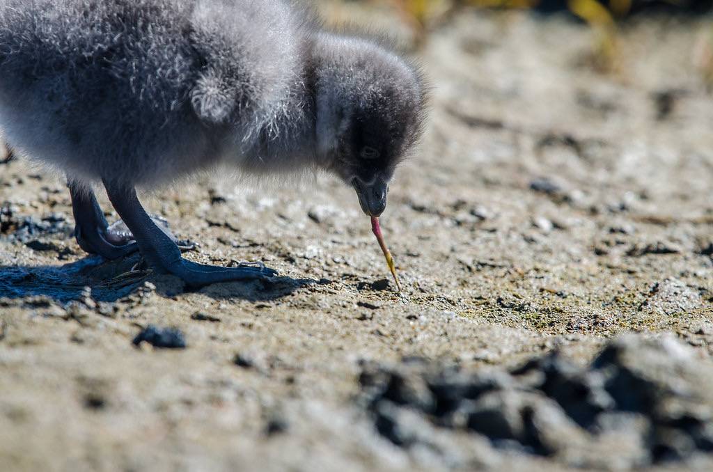 Gosling Grazing by Andrea Pokrzywinski is licensed under CC BY 2.0